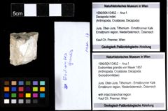 Foto (Objekt + Etiketten) von Eodromites grandis (von Meyer 1857) 